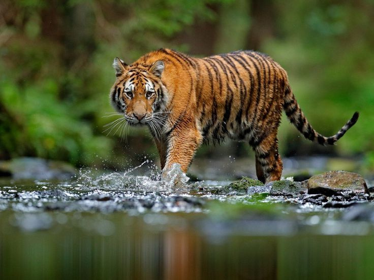 Bengal tiger in a stream, extracted from the project brochure